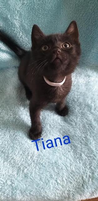 Tiana