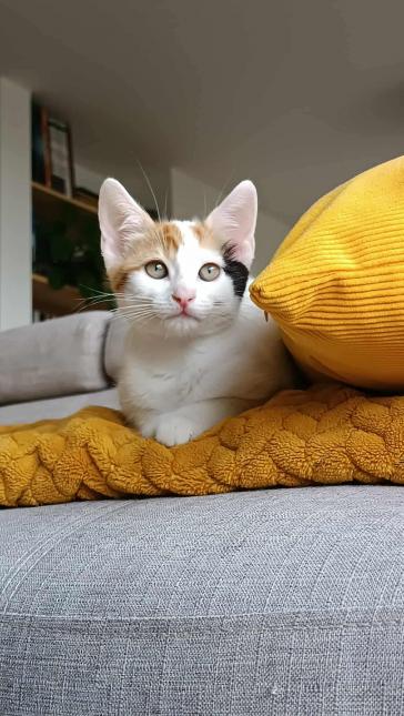 Arya