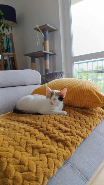 Arya