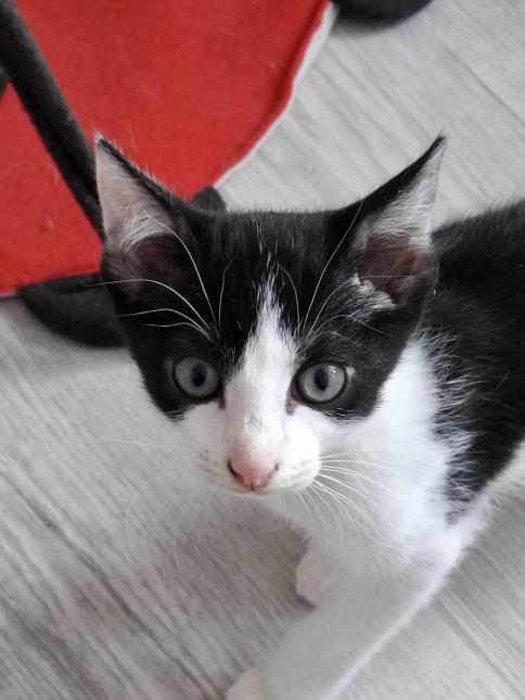 Figaro