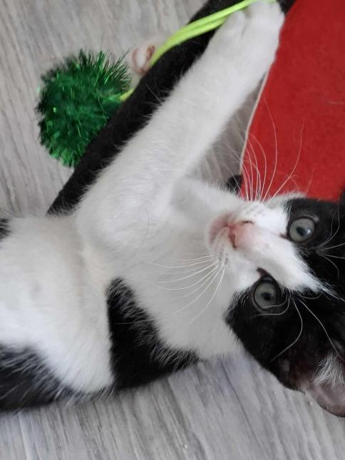 Figaro