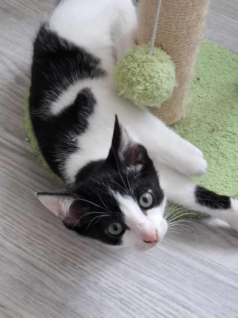 Figaro 