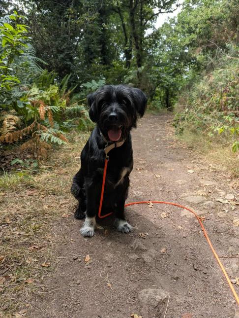 Pepito