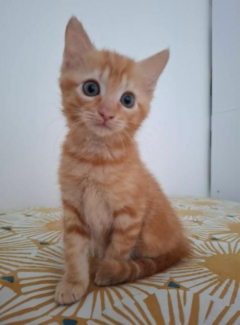 Doudou