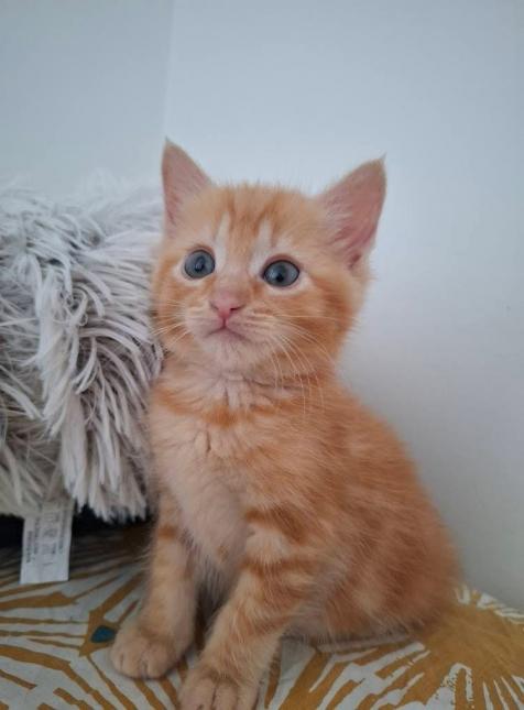 Doudou