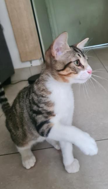 Disci