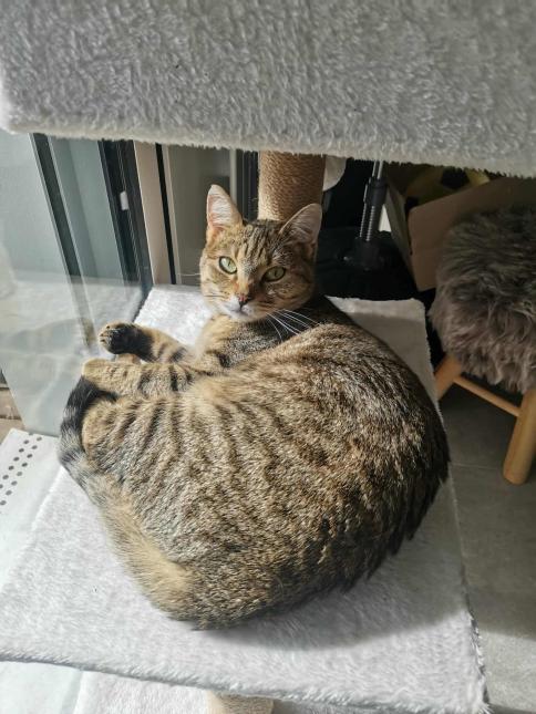 Nefertiti 