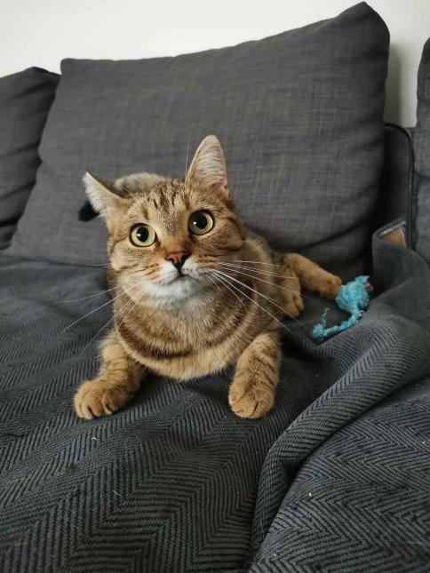 Nefertiti