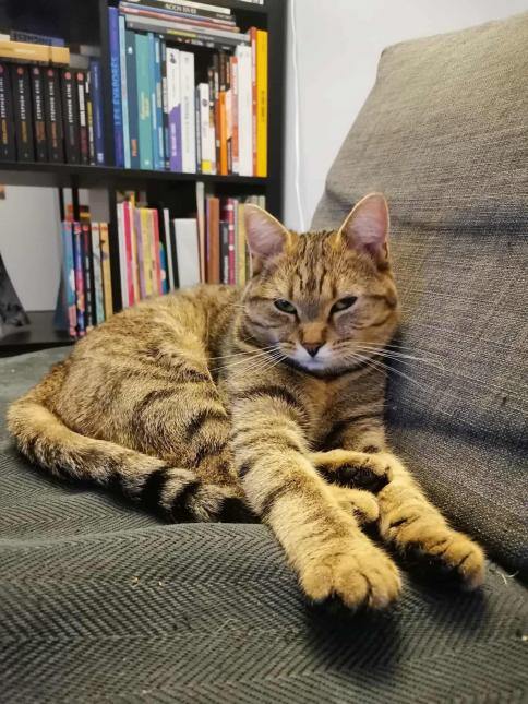 Nefertiti