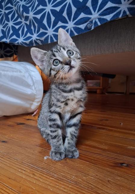 Albus