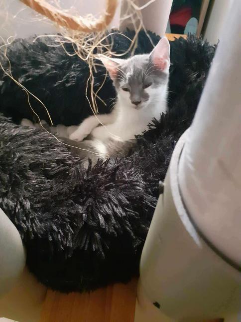 Arwen