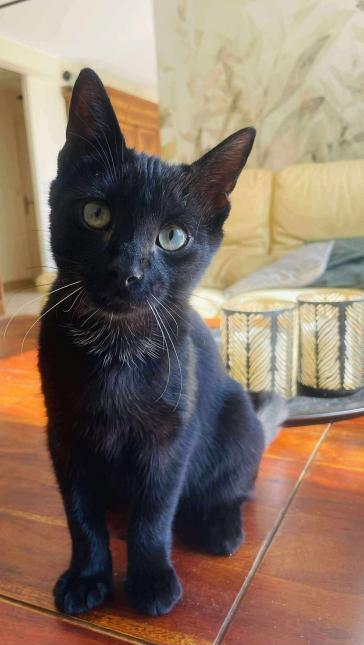 Cachou