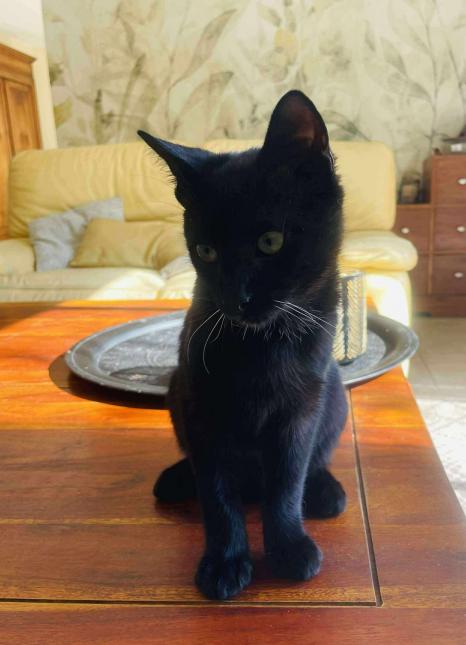 Cachou
