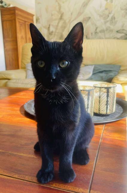 Cachou