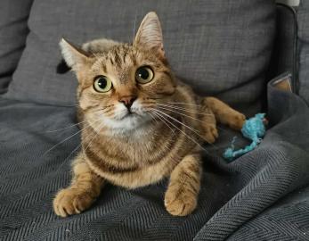 Nefertiti