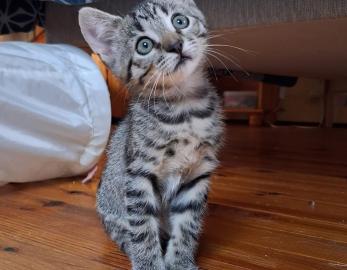 Albus