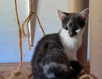 Arwen