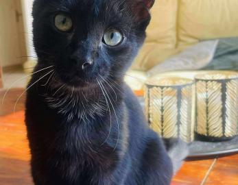 Cachou