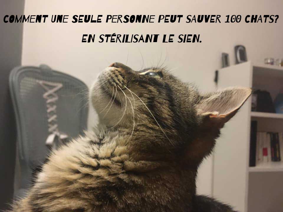 photo affiche stérilisation