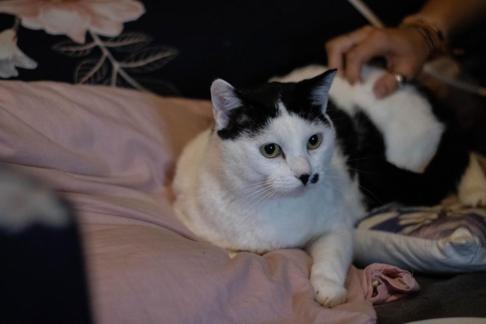Cachou