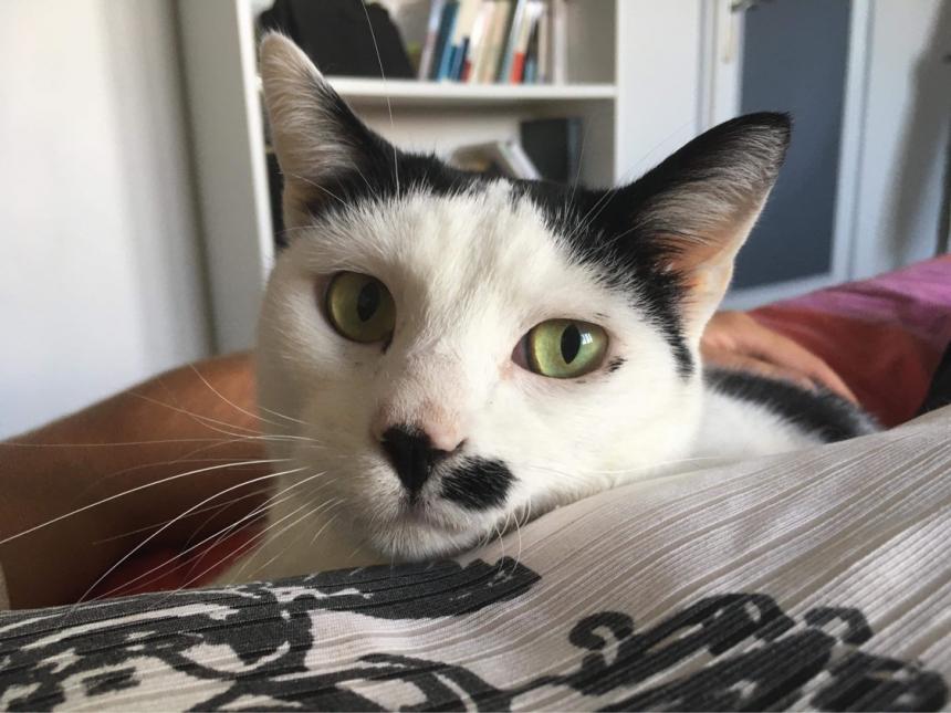 Cachou