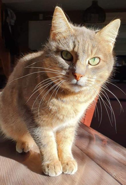 Yoko