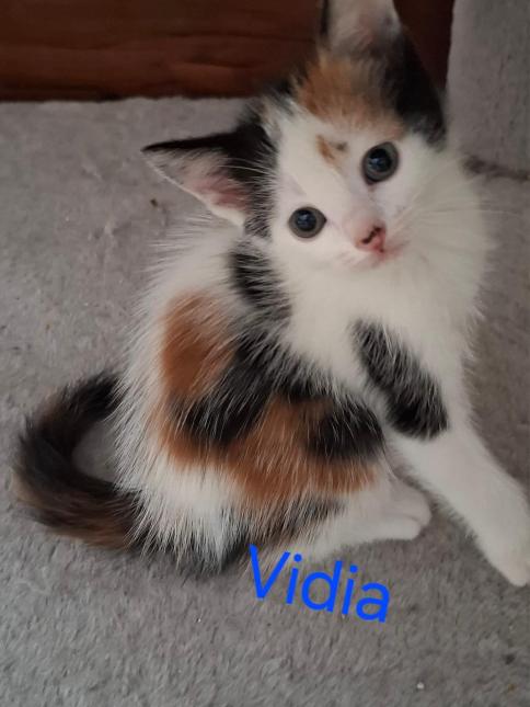 Vidia