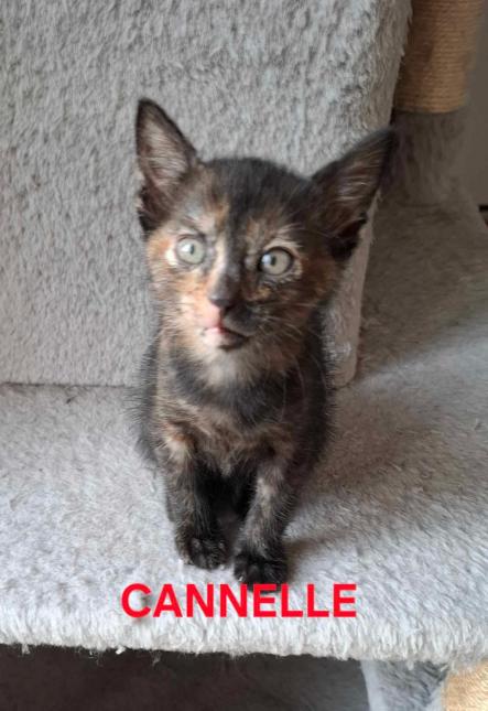 Cannelle 