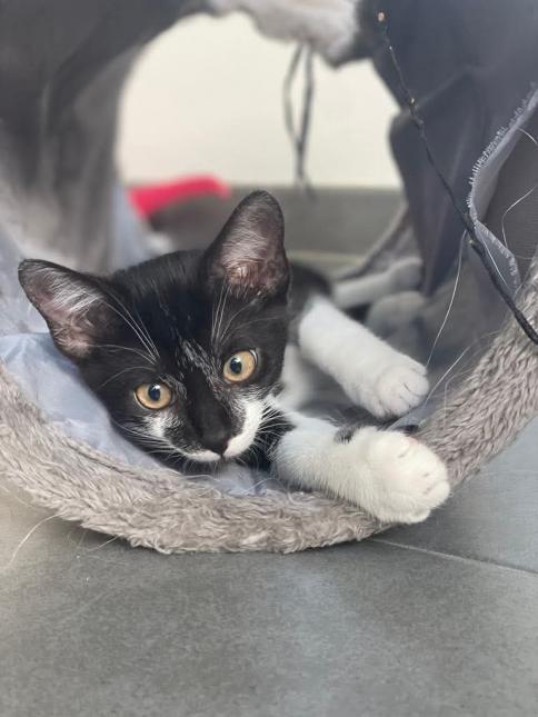 Biscuit