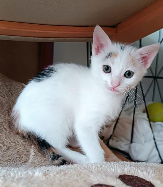 Arwen