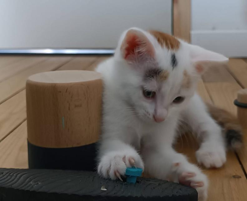 Arwen 