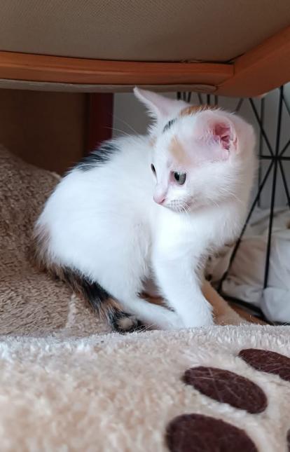 Arwen