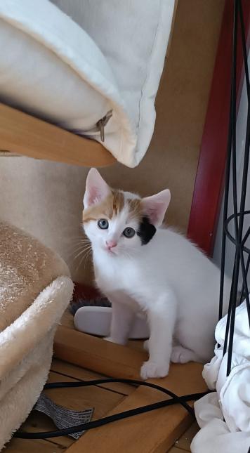 Arya