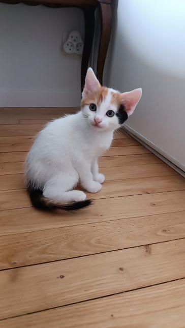 Arya