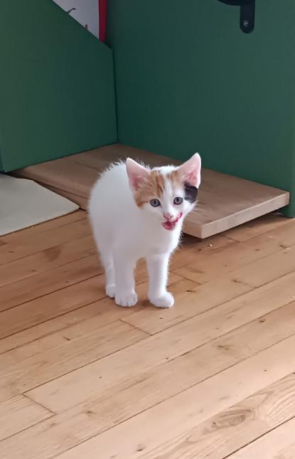 Arya