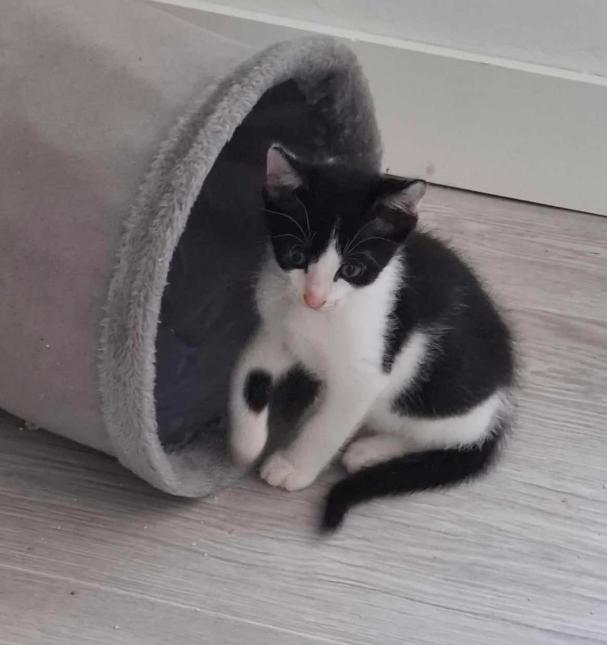 Figaro
