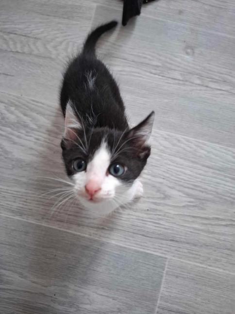 Figaro