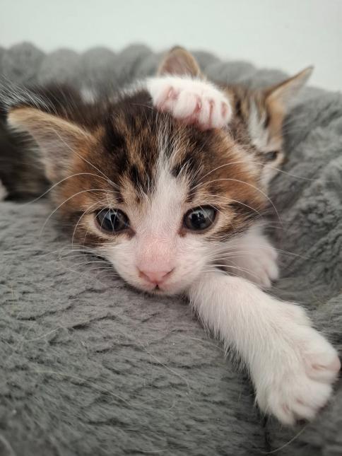 Fluffy
