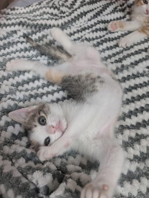 Tara