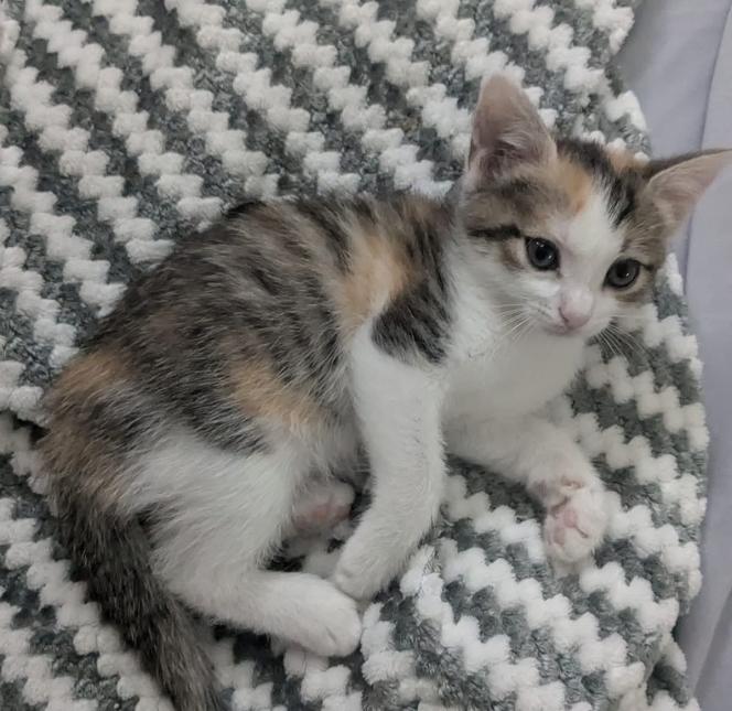 Tara