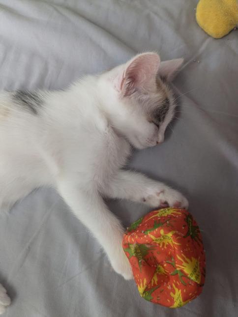 Miù 