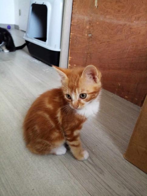 Muffin