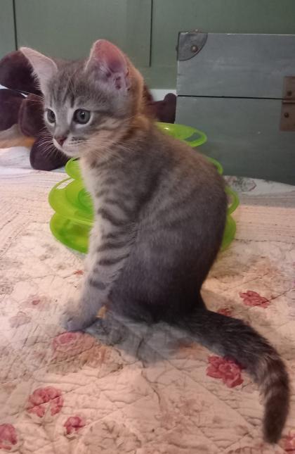 Lilibeth 