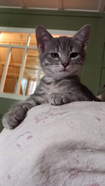 Molly 
