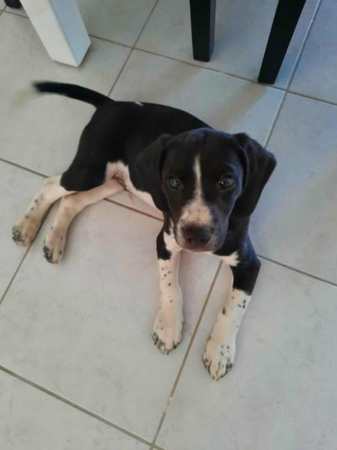 Oscar