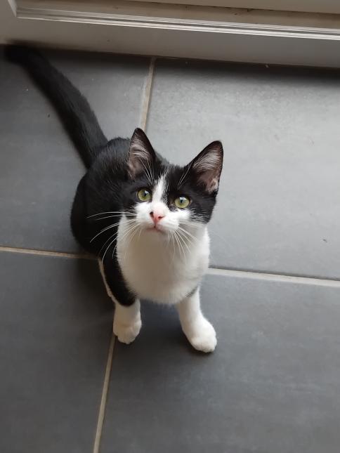 Felix