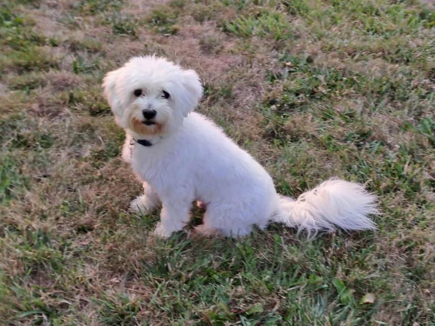 Otto 