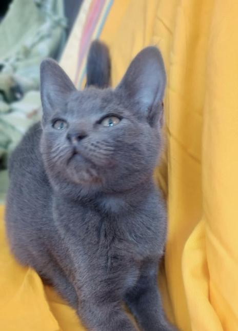 Mochi 