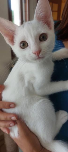 Yuki 