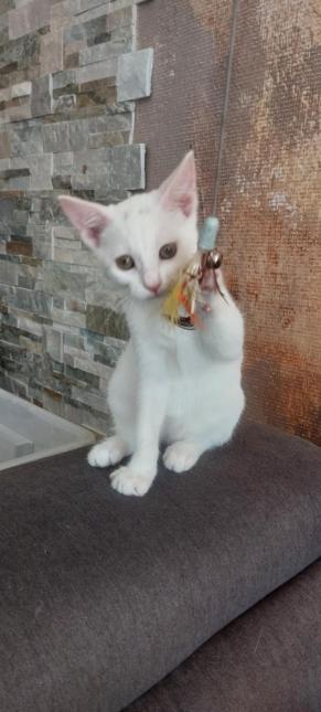 Yuki 